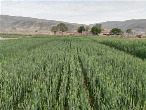 小麦全膜微垄沟穴播栽培技术田间照片
