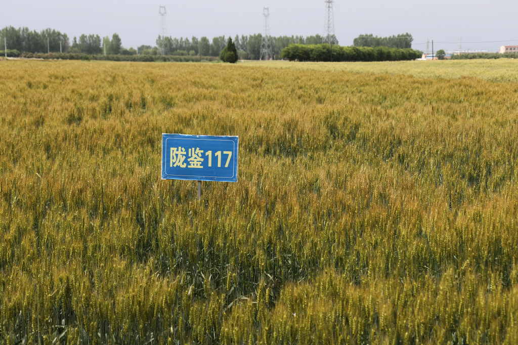 陇鉴117